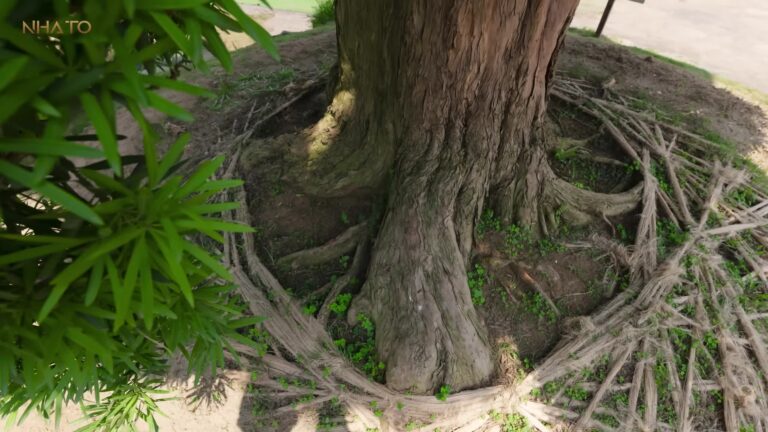 Hành Trình 12 NĂM Đàm Phán Để Đưa Cây Tùng La Hán ĐẸP NHẤT NHẬT BẢN Về Việt Nam