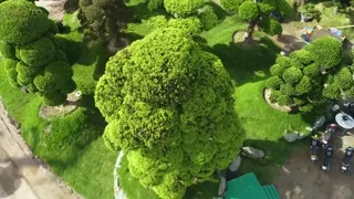 Hành Trình 12 NĂM Đàm Phán Để Đưa Cây Tùng La Hán ĐẸP NHẤT NHẬT BẢN Về Việt Nam